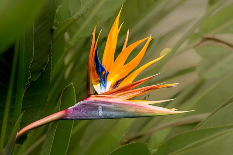 Strelitzia Reginae zaden