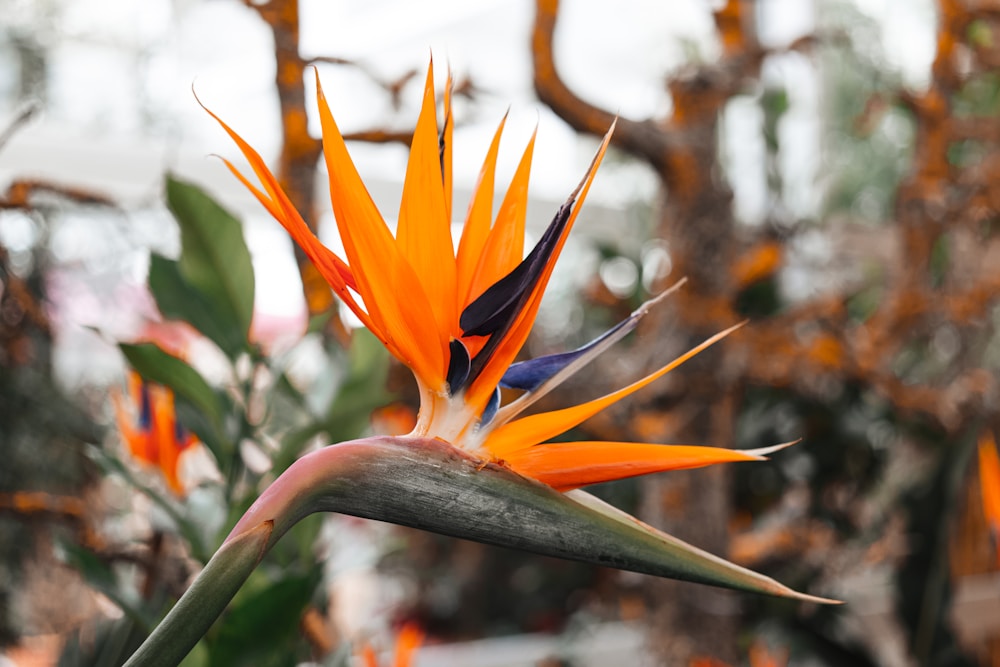 Zaden van de paradijsvogelbloem